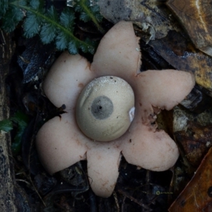 Geastrum triplex at Bermagui, NSW - 23 May 2019 12:00 AM