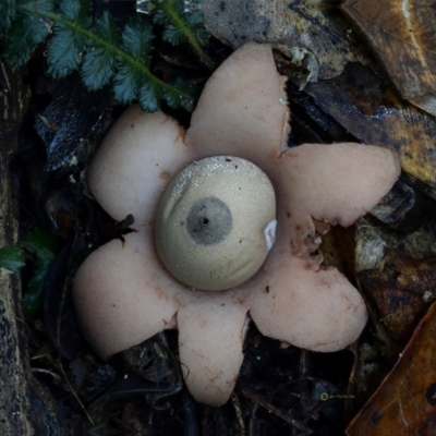 Geastrum triplex (Collared Earth Star) at Bermagui, NSW - 23 May 2019 by Teresa