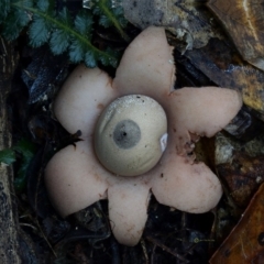 Geastrum triplex (Collared Earth Star) at Bermagui State Forest - 22 May 2019 by Teresa
