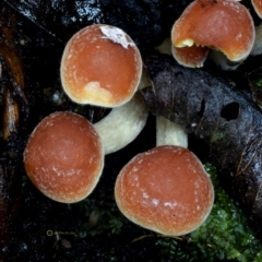 Hypholoma sp. (Hypholoma) at Bermagui State Forest - 23 May 2019 by Teresa