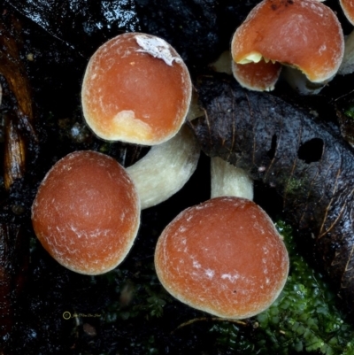 Hypholoma sp. (Hypholoma) at Bermagui, NSW - 23 May 2019 by Teresa