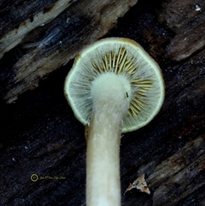 Hypholoma sp. at Bermagui, NSW - 23 May 2019 12:00 AM