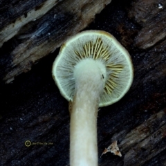 Hypholoma sp. at Bermagui, NSW - 23 May 2019