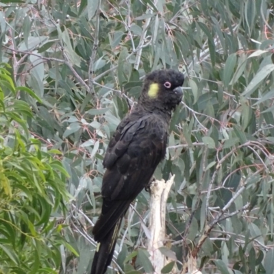 Zanda funerea (Yellow-tailed Black-Cockatoo) at Isaacs, ACT - 24 May 2019 by Mike
