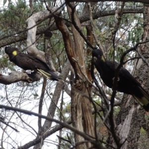 Zanda funerea at Isaacs, ACT - 24 May 2019 03:19 PM