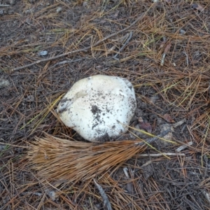 Agaricus sp. at Isaacs, ACT - 24 May 2019