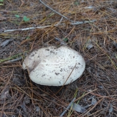 Agaricus sp. at Isaacs, ACT - 24 May 2019 03:31 PM