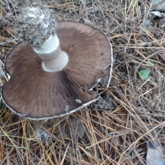 Agaricus sp. at Isaacs, ACT - 24 May 2019 03:31 PM