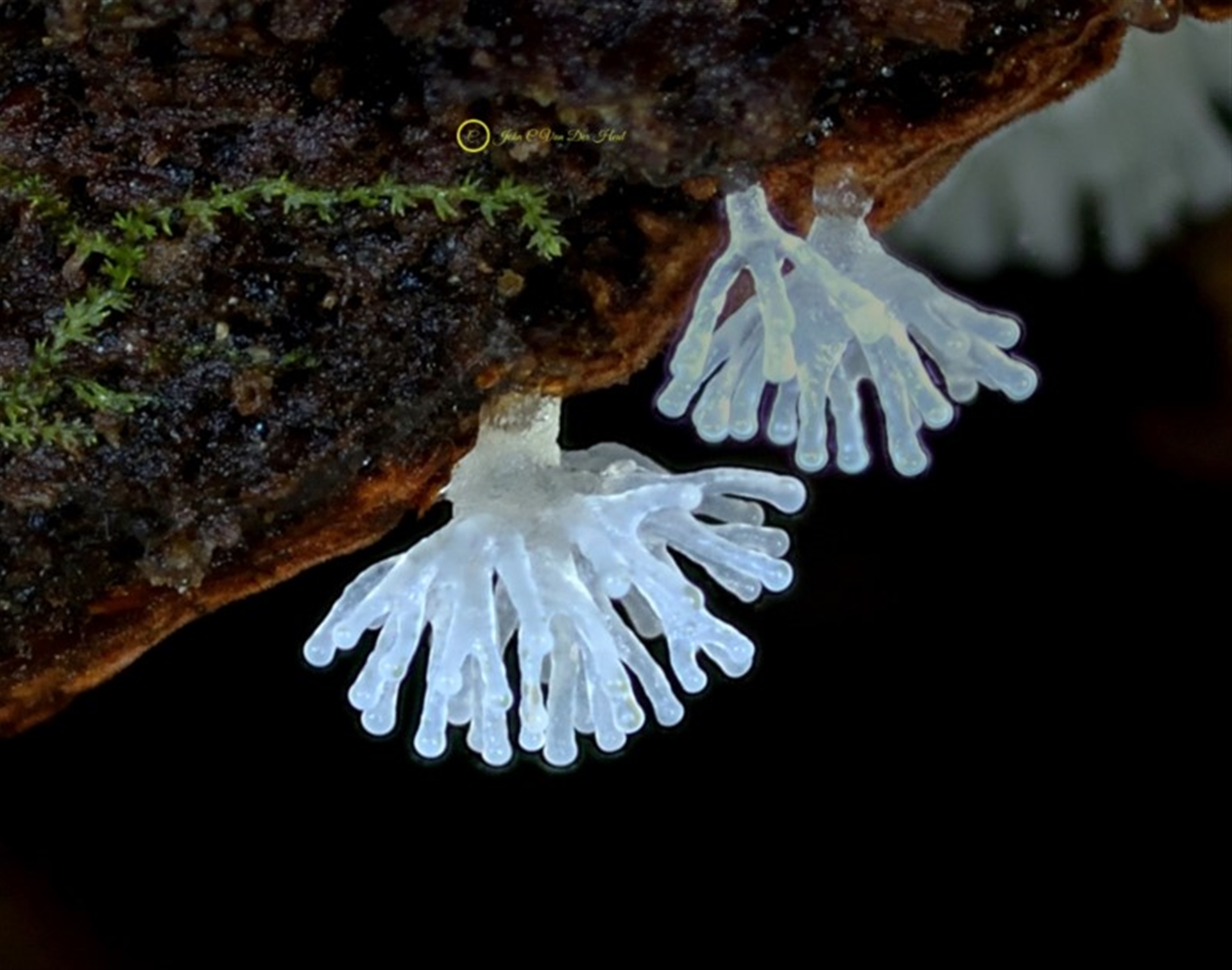 Ceratiomyxa fruticulosa at Bermagui, NSW - 23 May 2019 12:00 AM