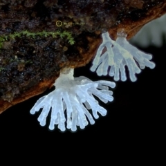 Ceratiomyxa fruticulosa (Coral Slime) at Bermagui, NSW - 22 May 2019 by Teresa