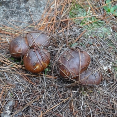 Suillus luteus (Slippery Jack) at Isaacs Ridge and Nearby - 24 May 2019 by Mike