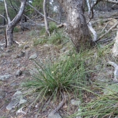 Lomandra longifolia (Spiny-headed Mat-rush, Honey Reed) at Isaacs, ACT - 24 May 2019 by Mike