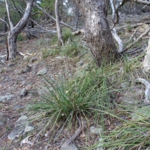 Lomandra longifolia at Isaacs, ACT - 24 May 2019