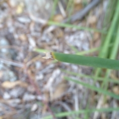 Lomandra longifolia at Isaacs, ACT - 24 May 2019
