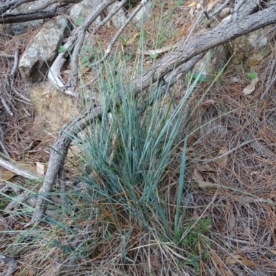 Lomandra filiformis (Wattle Mat-rush) at Isaacs Ridge - 24 May 2019 by Mike
