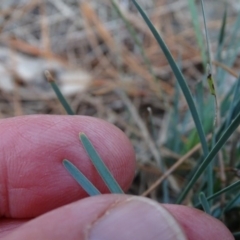 Lomandra filiformis at Isaacs Ridge - 24 May 2019