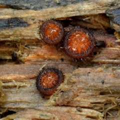 Scutellinia sp. (Scutellinia) at Bodalla State Forest - 21 May 2019 by Teresa