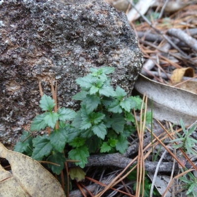 Veronica calycina (Hairy Speedwell) at Isaacs, ACT - 24 May 2019 by Mike