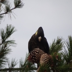 Zanda funerea (Yellow-tailed Black-Cockatoo) at Isaacs Ridge and Nearby - 24 May 2019 by Mike