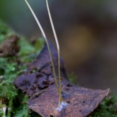 Macrotyphula juncea complex (Fairy Club) at Kianga, NSW - 21 May 2019 by Teresa