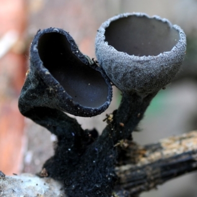 Plectania campylospora (Brown Forest Cup) at Bermagui State Forest - 23 May 2019 by Teresa