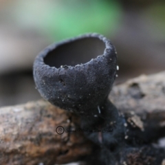 Plectania campylospora at Bermagui, NSW - 23 May 2019