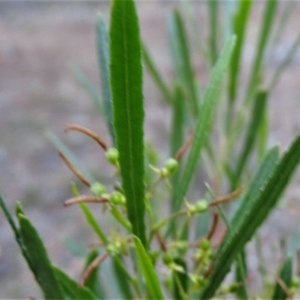 Dodonaea viscosa subsp. angustifolia at Isaacs, ACT - 24 May 2019 04:40 PM