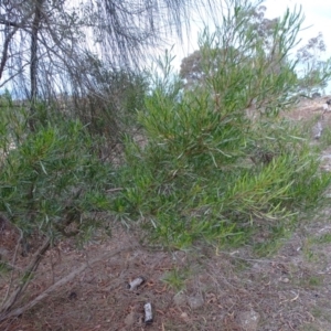 Dodonaea viscosa subsp. angustifolia at Isaacs, ACT - 24 May 2019 04:40 PM