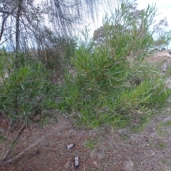 Dodonaea viscosa subsp. angustifolia at Isaacs, ACT - 24 May 2019