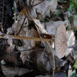 Macrolepiota clelandii at Bermagui, NSW - 23 May 2019