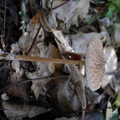 Macrolepiota clelandii (Macrolepiota clelandii) at Bermagui State Forest - 23 May 2019 by Teresa