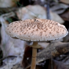 Macrolepiota clelandii at Bermagui, NSW - 23 May 2019