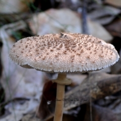 Macrolepiota clelandii at Bermagui, NSW - 23 May 2019 12:00 AM