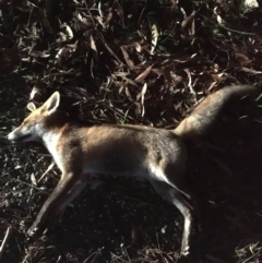 Vulpes vulpes (Red Fox) at Termeil, NSW - 21 May 2019 by Marg