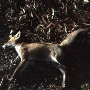 Vulpes vulpes at Termeil, NSW - 21 May 2019 10:01 PM