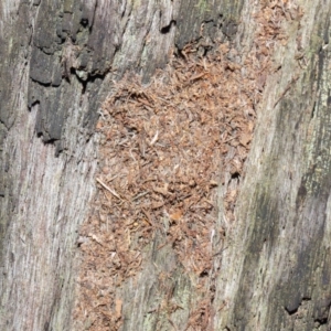 Papyrius nitidus at Hackett, ACT - 24 May 2019