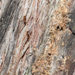 Papyrius nitidus at Hackett, ACT - 24 May 2019