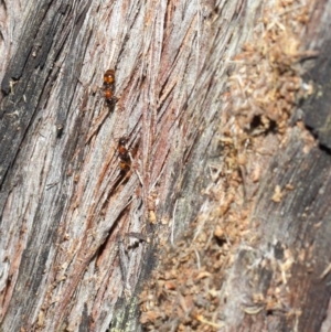 Papyrius nitidus at Hackett, ACT - 24 May 2019