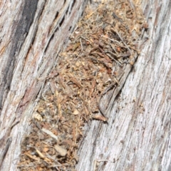 Papyrius nitidus at Hackett, ACT - 24 May 2019