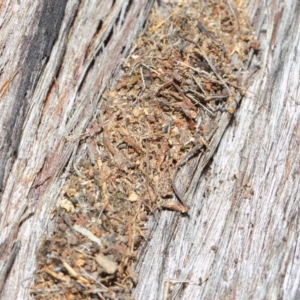 Papyrius nitidus at Hackett, ACT - 24 May 2019