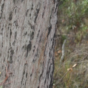 Papyrius nitidus at Hackett, ACT - 24 May 2019