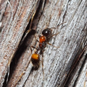 Chelaner kiliani at Hackett, ACT - 24 May 2019 12:56 PM