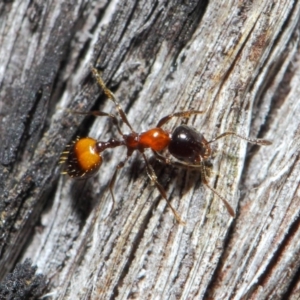 Chelaner kiliani at Hackett, ACT - 24 May 2019 12:56 PM