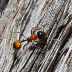 Chelaner kiliani at Hackett, ACT - 24 May 2019 12:56 PM