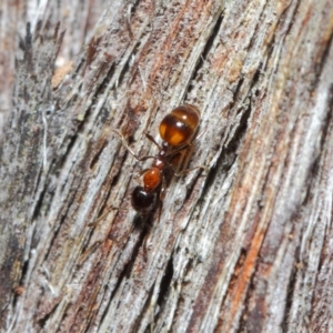 Chelaner kiliani at Hackett, ACT - 24 May 2019 12:56 PM