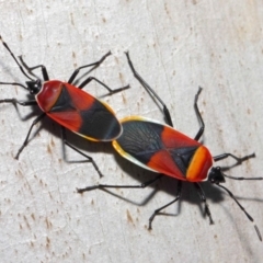 Dindymus versicolor (Harlequin Bug) at Majura, ACT - 19 May 2019 by TimL