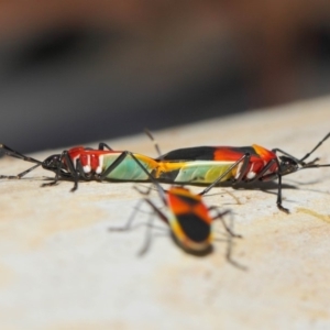 Dindymus versicolor at Majura, ACT - 19 May 2019