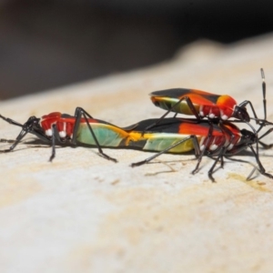 Dindymus versicolor at Majura, ACT - 19 May 2019