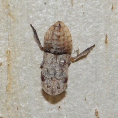 Ledrinae (subfamily) (A Flat-headed Leafhopper) at Majura, ACT - 19 May 2019 by TimL