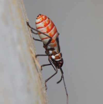 Dysdercus sidae (Pale Cotton Stainer) at Mount Majura - 19 May 2019 by TimL